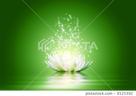 Lotus flower 8525392