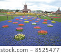 Windmills and tulips 8525477