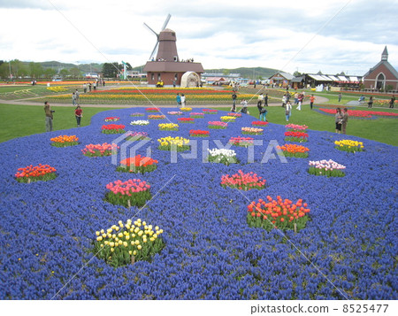 Windmills and tulips Windmills and tulips 8525477