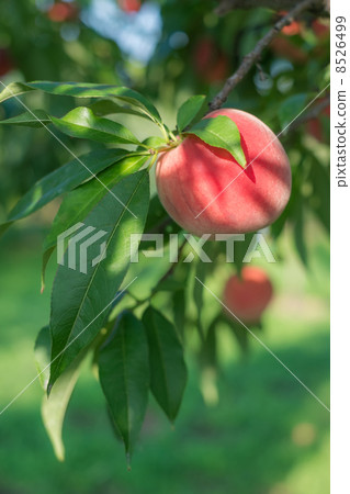 桃樹 桃樹 8526499