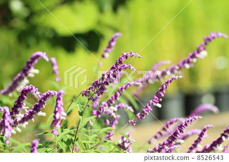 Salvia leucansa flowers Salvia leucansa flowers 8526543