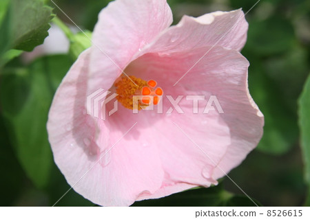 Hibiscus Hibiscus 8526615