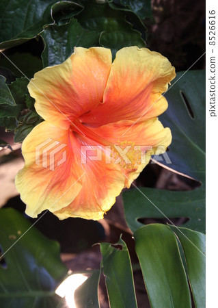 Hibiscus 8526616