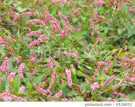 Flower of Inutaden 8526652