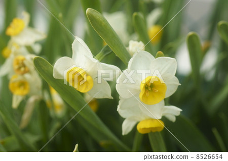 Narcissus Narcissus 8526654