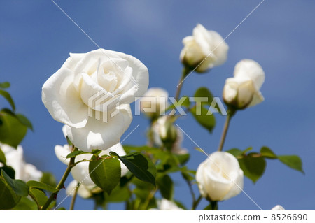 White Rose  8526690