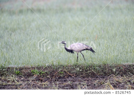 Anehazuru Anehazuru 8526745