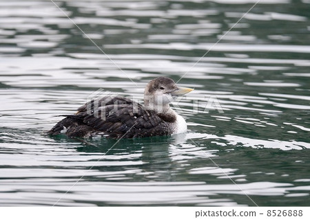 白嘴潛鳥 白嘴潛鳥 8526888