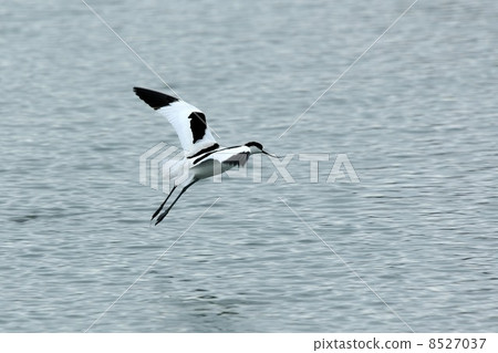 Sorghre Sorghre 8527037