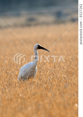 Sodogro crane 8527262