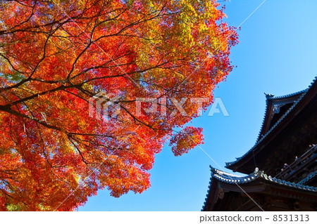 南禪寺Sanmon的秋葉 8531313