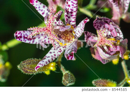 Hototogisu Hototogisu 8544585