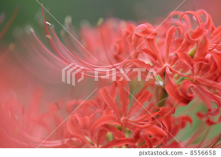 群集孤挺花 8556658