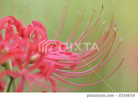 Cluster amaryllis 8556659