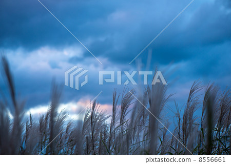 Susuki and evening sky 8556661