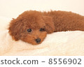 Toy poodle puppy 8556902