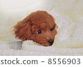 Toy poodle puppy 8556903
