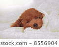 Toy poodle puppy 8556904