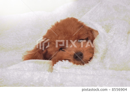 Toy poodle puppy 8556904