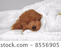 Toy poodle puppy 8556905