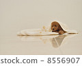 Toy poodle puppy 8556907
