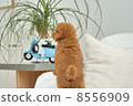 Toy poodle puppy 8556909