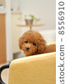 Toy poodle puppy 8556910