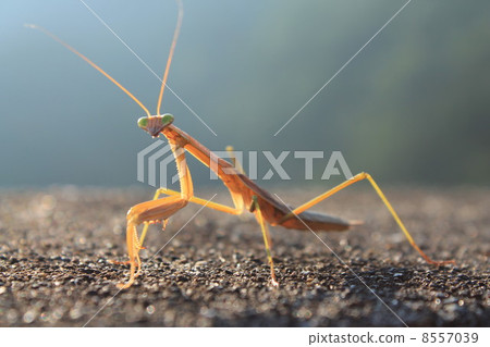 威脅螳螂 8557039