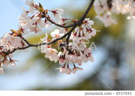 Cherry Blossoms Cherry Blossoms 8557041