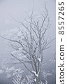 Snow scene 8557265