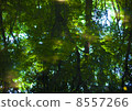 Trees on the surface 8557266