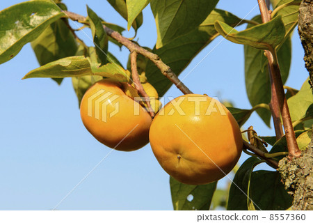 Persimmon nuts Persimmon nuts 8557360