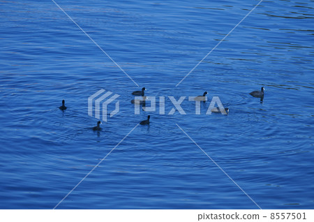 Daegu Ooh Van Right Right 8557501