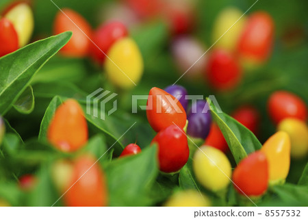 五色辣椒 8557532