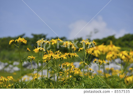 Handkerchief 8557535