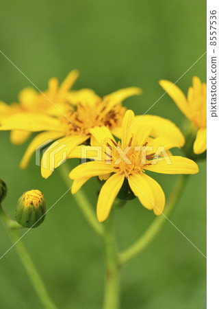 Handkerchief 8557536