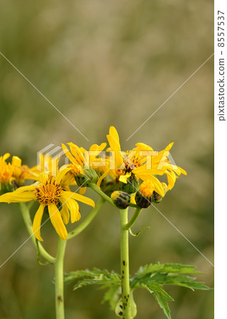 Handkerchief 8557537