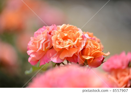 Roses (Disneyland Rose) 8557907