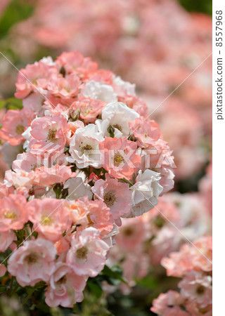 羅斯（凱倫） 8557968