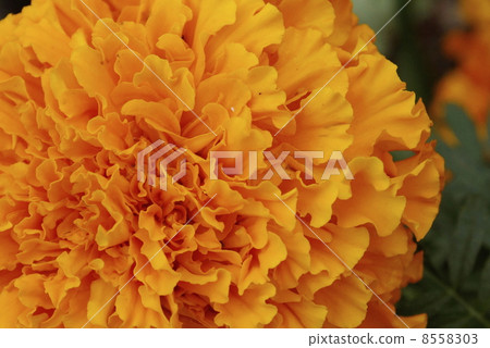 萬壽菊 萬壽菊 8558303