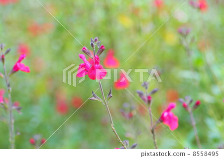 Salvia microfilla flower Salvia microfilla flower 8558495