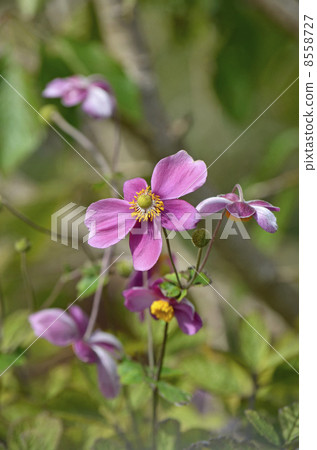 Shumayigiku (Autumn) 8558727