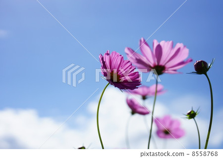 Cosmos Cosmos 8558768
