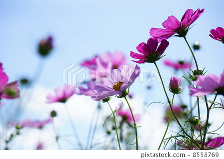 Cosmos Cosmos 8558769