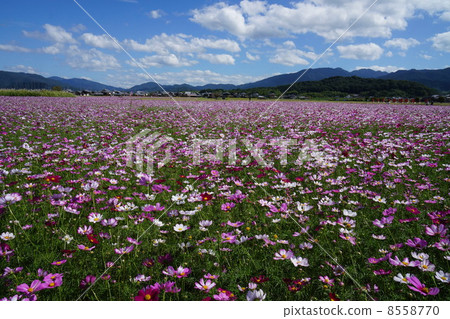 Cosmos field in full bloom Cosmos field in full bloom 8558770