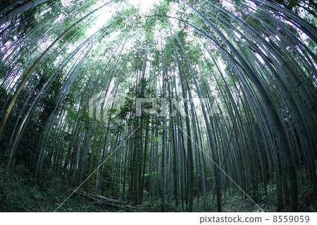 參天 參天 8559059