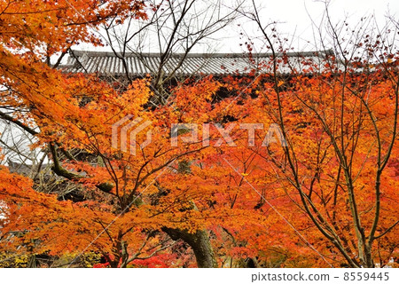 南禪寺三門 8559445