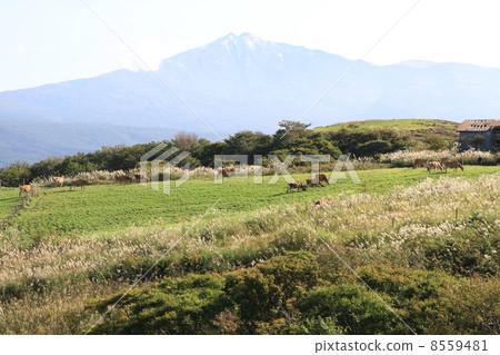 Chokai and ranch 8559481