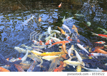 Tokyo Atago Shrine Koi at the pond 8559522