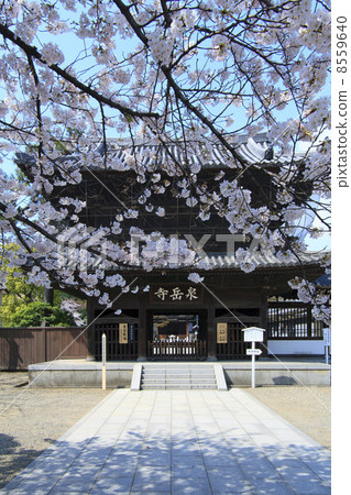 Tokyo · Sakura Bloom Sengakuji 8559640